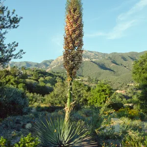 Agave (Century Plant) with inflorescense