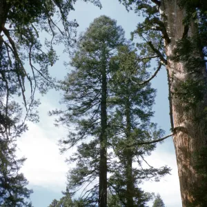 General Sherman Sequoia