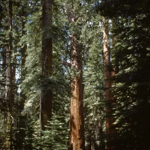 General Sherman Sequoia