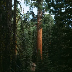 General Grant Sequoia