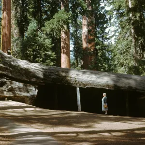 Fallen Monarch Sequoia, Sequoiadendron gigantea