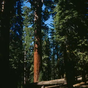 General Lee and Fallen Monarch Sequoia