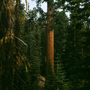 General Grant Sequoia