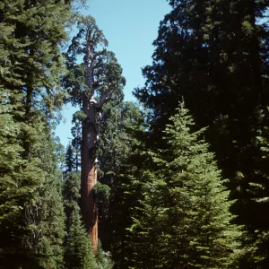 California Sequoia