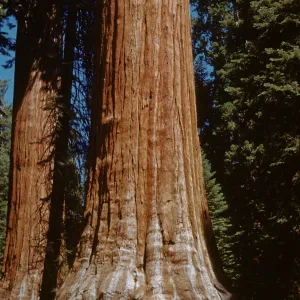 Trunk of California Sequoia in Grant Grove