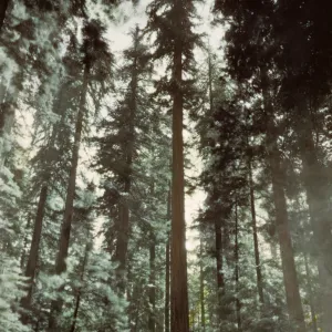 Founder's Tree, Humboldt County