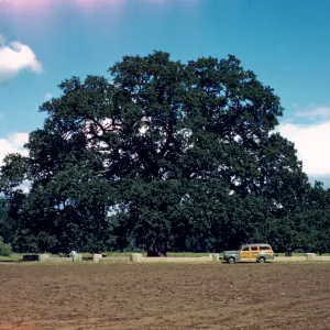 Sir Joseph Hooker Oak