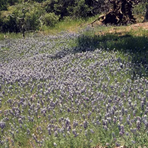 field of Lupinus nanus , wildflowers, Figueroa Mountain