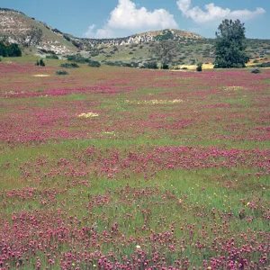 field of Orthocarpus, Shell Creek, wildflowers