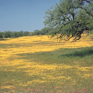 field of Lasthenia, Shell Creek, wildflowers