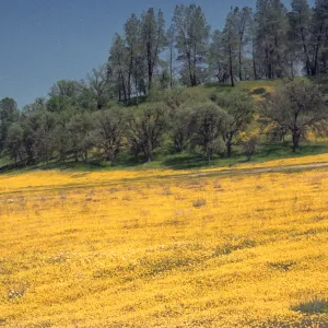 field of Lasthenia, Shell Creek, wildflowers