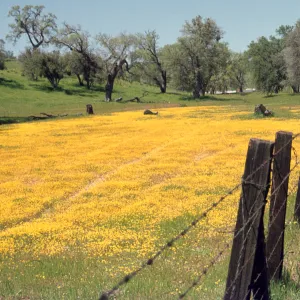 field of Lasthenia, Shell Creek, wildflowers