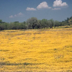 field of Lasthenia, Shell Creek, wildflowers