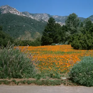 SBBG wildflowers, poppies in the Meadow, La Cumbre Peak