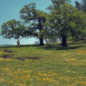 Layia (tidy tips), wildflowers in oak woodland, Figueroa Mountain Road