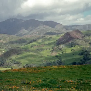 green hills, wildflowers, Happy Canyon view