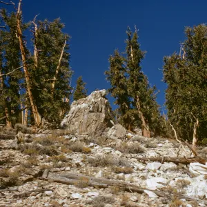 trees, White Mountains