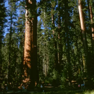 Sequoia National Park, near Grant Grove, Sequoiadendron