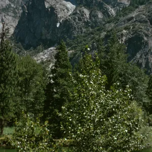 Kings Canyon National Park, rock outcrop, meadow