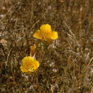 Calochortus near Sisquoc