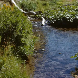 still pool in creek, Big Creek, Summerdale
