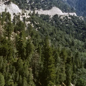 Highway 18, west of Big Bear Lake, mixed conifers
