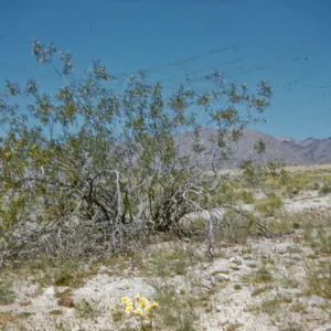 Larea, desert shrub