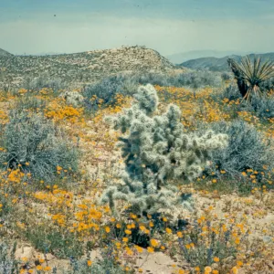 C32 Cholla Cacti and poppies