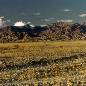 DV12-4 'Spring in Death Valley'