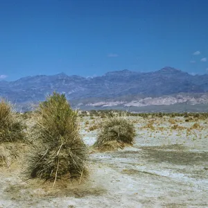 haycocks or corn shocks, Baccharis viminea, Funeral Mountains, Death Valley
