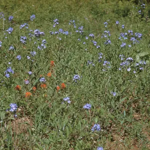 Hackelia valutina, Sawhill Flat Road, Fallen Leaf Lake, wildflowers