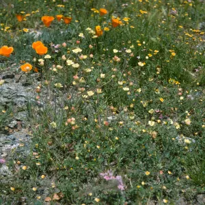 De la Guerra Springs, wildflowers