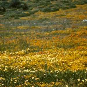 Figueroa Mounatin spring wildflowers, 1973