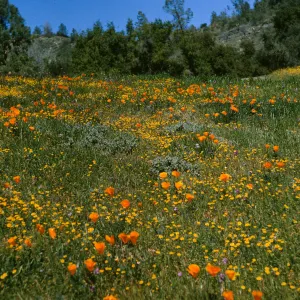 De la Guerra Spring, Figueroa Mountain, wildflowers
