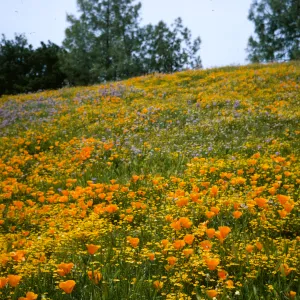Foxen Canyon, carpet of dense wildflowers