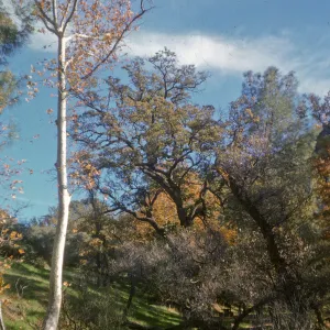 Davy Brown camp, Figueroa Mountain, oak woodland