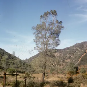 Figueroa Mountain, Cachuma Saddle