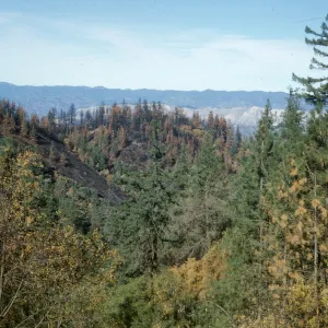 Figueroa Mountain, Ranger Ridge, after fire