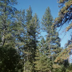 Figueroa Mountain