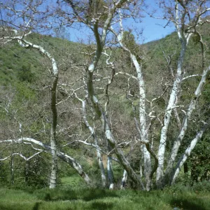 branching deciduous Sycamore tree, Cachuma Camp, Figueroa
