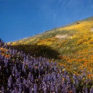 wildflowers, brilliant field of lupine and poppies, Gorman Hills, above Ojai