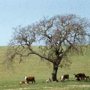 deciduous oak, cows (cattle), Happy Canyon Road, 