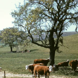 ranch land, cows (cattle) with oaks, Happy Canyon