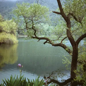 Zaca Lake, iris in bloom