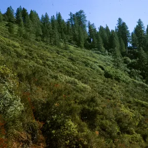 chaparral slope, above Catway Road, Figueroa Mountain