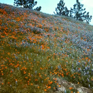 poppies and Lupine in bloom, Spring wildflowers at the top of Figueroa Mountain