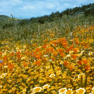 carpet of various wildflowers, Spring 1973, Figueroa Mounatin