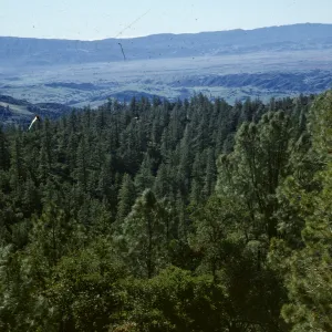 conifer forest, valley view, Figueroa Mountain