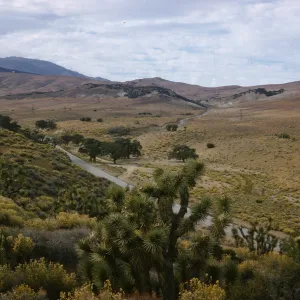 Joshua trees, Antelope Valley