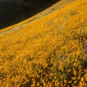 wildflowers, solid mass of yellow hillside daisies with a few lupines, Gorman foothills